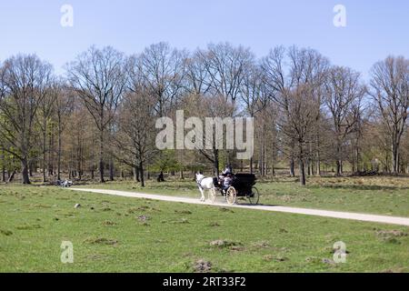 Klampenborg, Dänemark, 21. April 2019: Eine Pferdekutsche im Deer Park Dyrehaven. Dyrehaven ist ein Waldpark nördlich von Kopenhagen Stockfoto