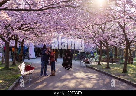 Kopenhagen, Dänemark, 08. April 2019: Menschen, die die Kirschblüte auf dem Bispebjerg-Friedhof genießen Stockfoto