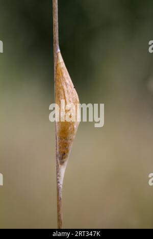 Eine verpuppte schmetterlingsraupe auf einem Grashalm Stockfoto