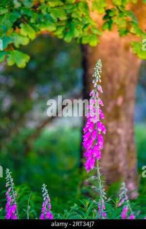 Foxhandschuhe in einem Peak District Wald Stockfoto
