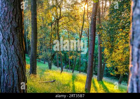 Sonnenlicht in einem Wald im Peak District Stockfoto