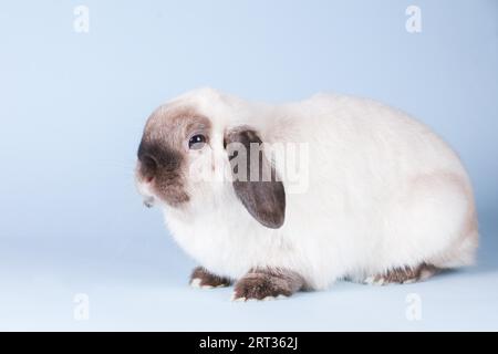Ein wunderschönes Mini-Lop-Kaninchen vor einem isolierten Hintergrund Stockfoto