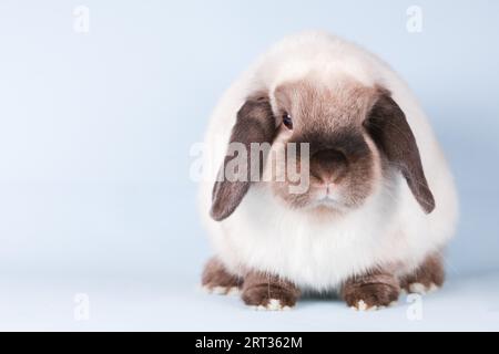 Ein wunderschönes Mini-Lop-Kaninchen vor einem isolierten Hintergrund Stockfoto