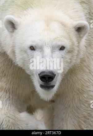 Polarbär (Ursus maritimus) Nahaufnahme Porträt Stockfoto