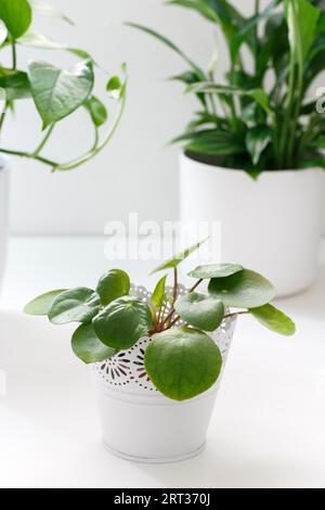 (Pilea) Peperomioides oder chinesische Geldpflanze in einem weißen Topf, vertikale Aufnahme Stockfoto