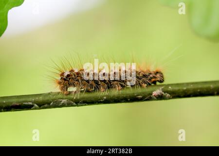 Die raupe eines Goldjägers, Schmetterling auf einer Pflanze Stockfoto