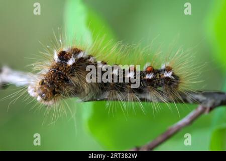 Die raupe eines Goldjägers, Schmetterling auf einer Pflanze Stockfoto