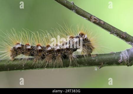 Die raupe eines Goldjägers, Schmetterling auf einer Pflanze Stockfoto