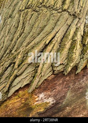 Ein Detail in der Natur gefunden in der Nähe von Bridgnorth, Shropshire, EN Stockfoto