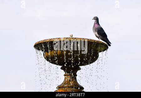 London, England, Großbritannien. September 2023. Eine Taube kühlt sich in einem Brunnen im Regent's Park ab, während die längste jemals in Großbritannien aufgezeichnete September-Hitzewelle andauert. (Bild: © Vuk Valcic/ZUMA Press Wire) NUR REDAKTIONELLE VERWENDUNG! Nicht für kommerzielle ZWECKE! Stockfoto