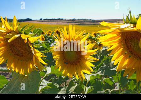 Sonnenblumenfelder. Campos de cultivo de girasoles Stockfoto