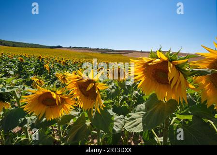 Sonnenblumenfelder. Campos de cultivo de girasoles Stockfoto