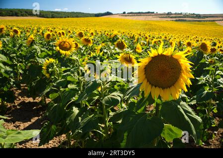 Sonnenblumenfelder. Campos de cultivo de girasoles Stockfoto