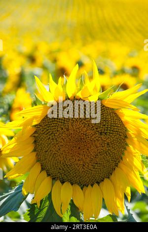 Sonnenblumenfelder. Campos de cultivo de girasoles Stockfoto