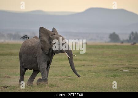 Junger Elefant mit Musth, der am späten Nachmittag durch den Amboseli-Nationalpark in Kenia, Afrika, läuft Stockfoto