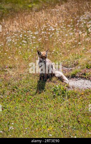 Süßes wildes Rotfuchsjunge (Vulpes vulpes) auf einer Wiese im Gran Paradiso Nationalpark, Ceresole Royale, Turin, Piemont, Italien Stockfoto