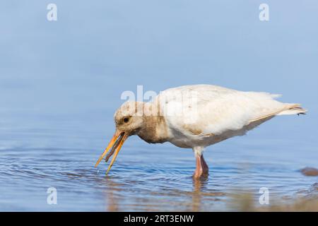 Eurasischer Austernfänger Haematopus ostralegus, leuzistisches Gefieder, adulte Fütterung an Lugworm Arenicola Marina, Snettisham RSPB Reserve, Norfolk, England Stockfoto