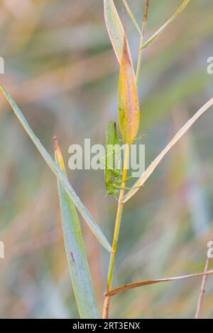 Great Green Bush-Cricket Tettigonia viridissima, Erwachsene Frau auf Schilfschaft, Minsmere RSPB Reserve, Suffolk, England, September Stockfoto