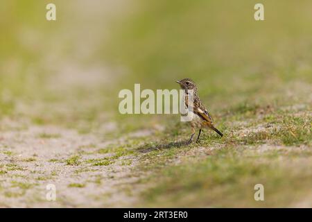 Europäischer Steinmetzling Saxicola rubicola, juvenile stehend auf dem Boden, Suffolk, England, September Stockfoto