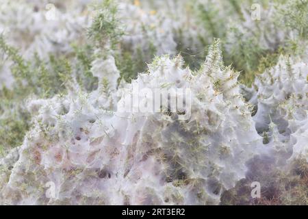 Ginster-Spinnenmilbe Tetranychus lintearius, Seide aus der Kolonie auf Ginster Ulex europaeus, Minsmere RSPB Reserve, Suffolk, England, September Stockfoto