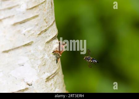 Glänzend belüftete Spitzschwanzbiene Coelioxys inermis, ausgewachsenes Weibchen, das auf ein Loch im Stamm von Wirtsarten zufliegt, Suffolk, England, August Stockfoto