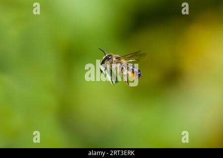 Holzschnitzerei-Blattschneiderbiene Megachile ligniseca, erwachsenes Weibchen, das mit Blatt fliegt, Suffolk, England, August Stockfoto