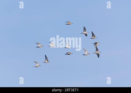 Sanderling Calidris alba, Winter Pluamge Erwachsene und Dunlin Calidris alpina, Herdenfliegen, Snettisham RSPB Reserve, Norfolk, England, September Stockfoto