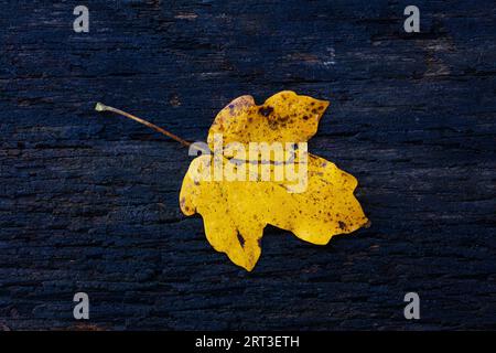 Nahaufnahme eines einzelnen Herbstblattes auf der dunklen Holzoberfläche Stockfoto