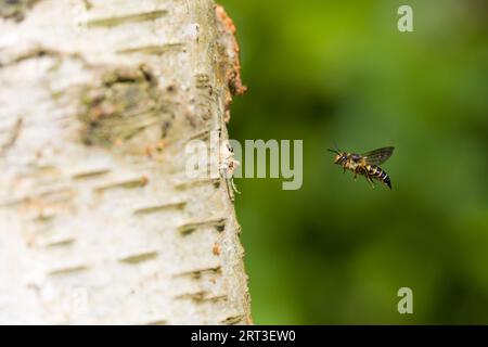 Glänzend belüftete Spitzschwanzbiene Coelioxys inermis, ausgewachsenes Weibchen, das auf ein Loch im Stamm von Wirtsarten zufliegt, Suffolk, England, August Stockfoto