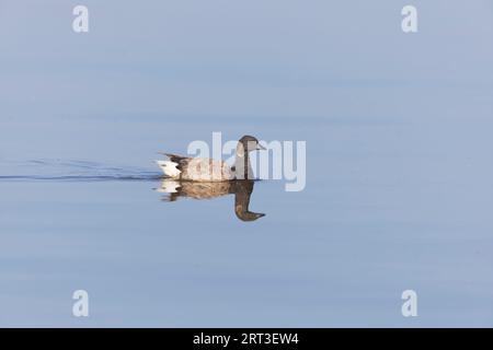 Brent Goose Branta bernicla, Erwachsenenschwimmen auf der Nordsee mit Reflexion, Snettisham RSPB Reserve, Norfolk, England, September Stockfoto