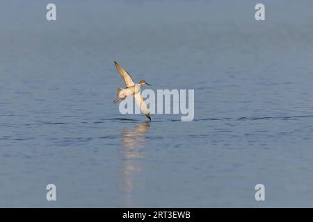 Gefleckter Rotschenkel Tringa erythropus, juvenile Fliegen, Minsmere RSPB Reserve, Suffolk, England, August Stockfoto