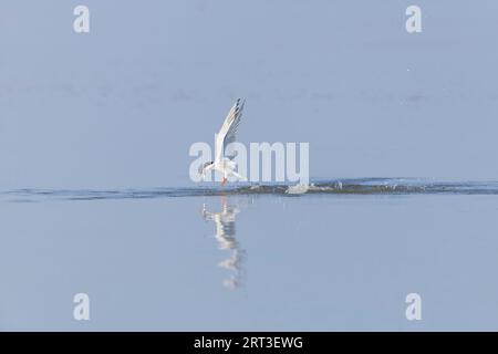 Seeschwalbe Sterna hirundo, Sommergefieder Erwachsener, Rückkehr vom Tauchgang in der Nordsee mit Fisch im Schnabel, Snettisham RSPB Reserve, Norfolk, England Stockfoto