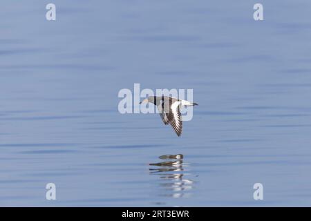 Eurasischer Austernfänger Haematopus ostralegus, Jungflieger, Snettisham RSPB Reserve, Norfolk, England, September Stockfoto