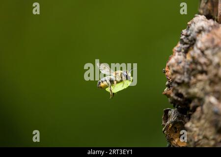 Holzschnitzerei-Blattschneiderbiene Megachile ligniseca, ausgewachsenes Weibchen, das zum Nistloch mit Blattschnitt fliegt, Suffolk, England, August Stockfoto