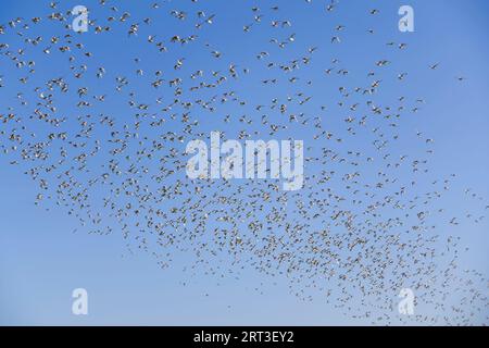 Red Knot Calidris canutus, Herdenflug, Snettisham RSPB Reserve, Norfolk, England, September Stockfoto