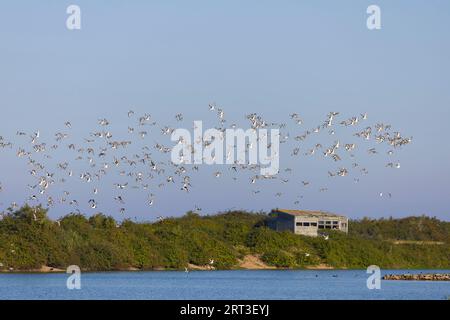 Schwarzschwanzlimosa limosa, Herde, die über Shore Hide, Snettisham RSPB Reserve, Norfolk, England, im September fliegt Stockfoto