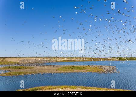 Eurasischer Austernfänger Haematopus ostralegus, Herde, die über gemischte Watvögel fliegt, die bei Flut Platz finden, Snettisham RSPB Reserve, Norfolk, England, Septemb Stockfoto