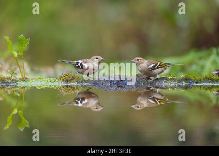 Affinenhülse Fringilla Coelebs, unreife Männchen und Weibchen, die am Wasserrand mit Reflexion stehen, Suffolk, England, August Stockfoto
