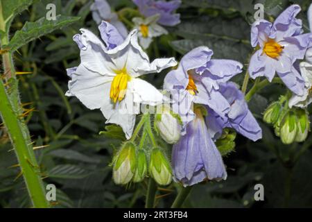 Solanum sisymbriifolium (Sticky Nightshade) ist in trockenen Regionen Südamerikas heimisch. Es produziert kleine essbare Früchte, die ein wenig nach Tomaten schmecken. Stockfoto