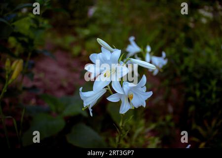 Wunderschöne weiße Lilienblüte, die im Garten wächst. Frühling Natur. Stockfoto