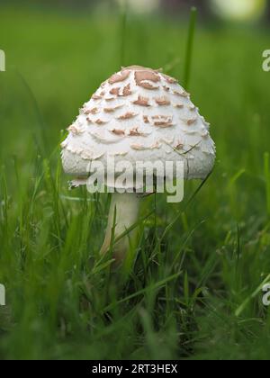 Chlorophyllum rhacodes, ein weißer Pilz, bedeckt mit großen braunen, stark hervorstehenden Schuppen, ein lamellarer Pilz aus der Familie der Agaridaceae, ein Youn Stockfoto