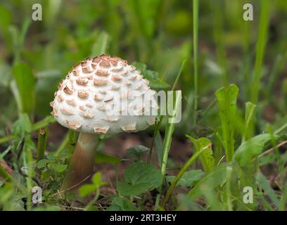 Chlorophyllum rhacodes, ein weißer Pilz, bedeckt mit großen braunen, stark hervorstehenden Schuppen, ein lamellarer Pilz aus der Familie der Agaridaceae, ein Youn Stockfoto