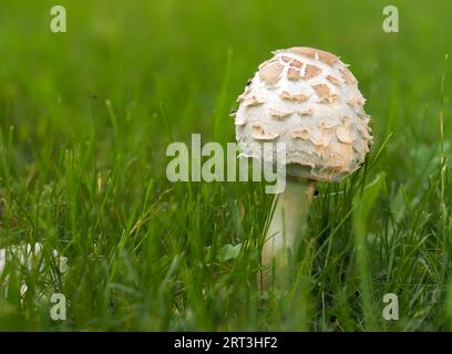 Chlorophyllum rhacodes, ein weißer Pilz, bedeckt mit großen braunen, stark hervorstehenden Schuppen, ein lamellarer Pilz aus der Familie der Agaridaceae, ein Youn Stockfoto