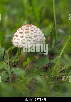 Chlorophyllum rhacodes, ein weißer Pilz, bedeckt mit großen braunen, stark hervorstehenden Schuppen, ein lamellarer Pilz aus der Familie der Agaridaceae, ein Youn Stockfoto