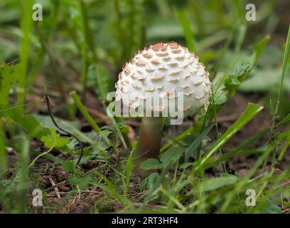 Chlorophyllum rhacodes, ein weißer Pilz, bedeckt mit großen braunen, stark hervorstehenden Schuppen, ein lamellarer Pilz aus der Familie der Agaridaceae, ein Youn Stockfoto