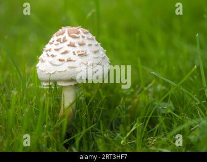 Chlorophyllum rhacodes, ein weißer Pilz, bedeckt mit großen braunen, stark hervorstehenden Schuppen, ein lamellarer Pilz aus der Familie der Agaridaceae, ein Youn Stockfoto