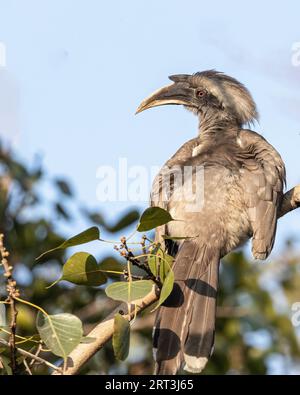 Eine graue Hainnbill, die auf einem Baum ruht Stockfoto