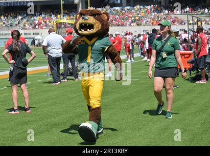 Waco, Texas, USA. September 2023. Baylor Bears Maskottchen während der ersten Hälfte des NCAA-Fußballspiels zwischen den Utah Utes und den Baylor Bears im McLane Stadium in Waco, Texas. Matthew Lynch/CSM/Alamy Live News Stockfoto