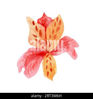 Rosa Aquarellblume. Isolierte botanische Darstellung der Alstroemeria auf weißem Hintergrund. Zeichnung von Blumen, Blumen, rosa Blume. Für Karten, wir Stockfoto