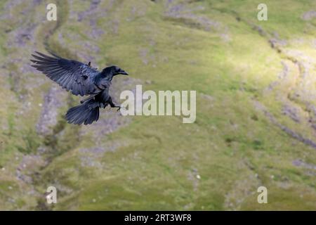 Ein Rabe aus der Vogelperspektive von Pen y Fan in den Brecon Beacons, Wales Stockfoto